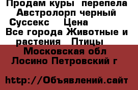 Продам куры, перепела. Австролорп черный. Суссекс. › Цена ­ 1 500 - Все города Животные и растения » Птицы   . Московская обл.,Лосино-Петровский г.